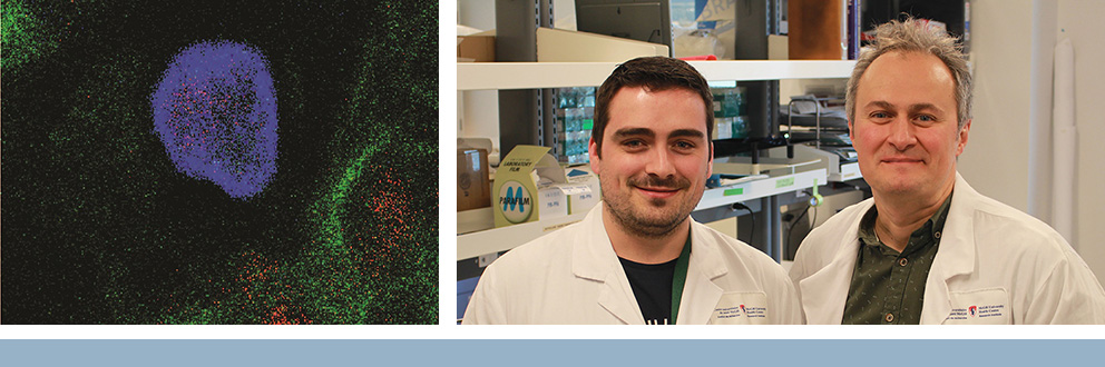 Lung tissue showing macrophage/neutrophil interaction (left). Authors Erwan Pernet, PhD, a postdoctoral fellow at the time of this study, and his former supervisor, RI-MUHC scientist Maziar Divangahi, PhD (right).