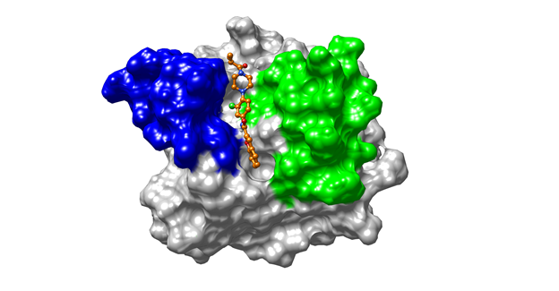Structure showing how the new Ras inhibitor (orange) interacts between two domains (green and blue) of this small G protein, to block its oncogenic activity. (Image kindly provided by Doris A. Schuetz).
