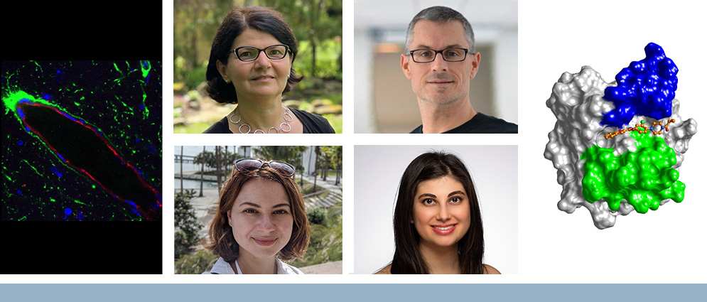 At left: Fluorescence image of a leptin receptor expressing pericyte (green) engulfing a blood vessel (red); Maia Kokoeva, PhD, senior author (top row) and Liliia Butiaeva, PhD, first author of a Cell Metabolism publication (bottom row). At right: Stéphane Laporte, PhD, senior author (top row) and Jenna Giubilaro, PhD, first author of a Nature Communications publication (bottom row); the three-dimensional structure shows how the new Ras inhibitor (orange) interacts between two domains (green and blue) of this small G protein, to block its oncogenic activity (scientific image by Doris A. Schuetz).