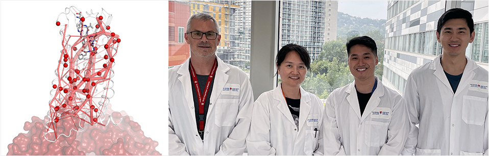 De gauche à droite : Stéphane Laporte, Ph. D., et des membres de son équipe de recherche à l'Institut de recherche du Centre universitaire de santé McGill : Yoon Namkung, Ph. D., Aaron Cho, Ph. D., et Yubo Cao, Ph. D. La figure de gauche montre des résidus clés dans la structure du récepteur de type 1 de l'angiotensine II (AngII) (gris).