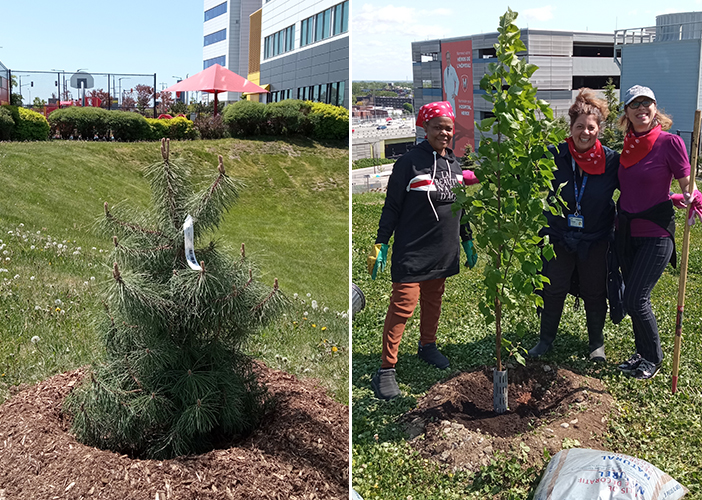 Mihaela Cucu (at right), Safety Officer at the RI-MUHC, joined colleagues from the MUHC in a tree-planting event this summer. (Photo credit: MUHC)