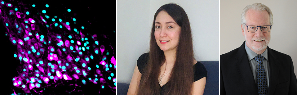 Left image shows vasopressin releasing neurons (magenta) and nuclei of neurons activated by an increase in blood sodium (cyan). Sandra Salgado-Mozo (centre) is the first author of the study led by Charles Bourque (right).