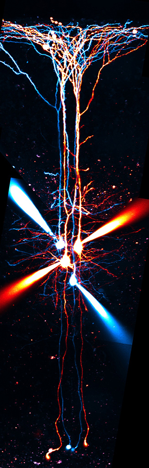 Acquisition with 2-photon laser scanning microscopy after performing quadruple whole-cell electrophysiological recording for neurotransmission. Cells in different colours were selectively loaded with either protein synthesis inhibitor or control solution. In this image, cells in red were loaded with an inhibitor of protein synthesis initiation. Cells in cyan were loaded with control internal solution.