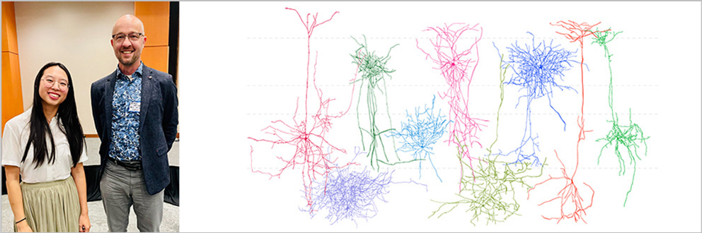 Christina Chou (left) and Jesper Sjöström (right) led development of a new method, optomapping, to rapidly characterize the connections between neurons in the brain. The image at right exemplifies the many different neuron types that were mapped in this study.