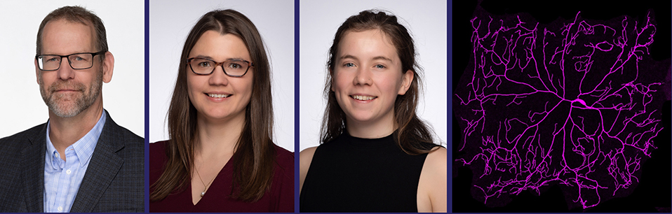 Lead authors Claire Marquilly (centre) and Deirdre Hatton (right) conducted this research with Prof. Don van Meyel (left), in the Brain Research and Integrative Neuroscience program at The Institute. At right, the highly branched dendrite architecture of an insect sensory neuron. Photo credits: Owen Egan and Joni Dufour (headshots), and Deirdre Hatton (dendrite)