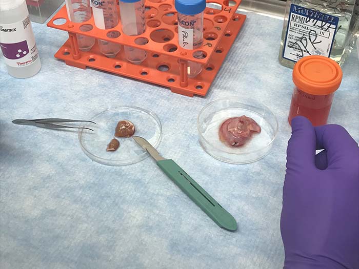 Les testicules (à gauche) sont séparés des tissus alentours (à droite) et coupés en petits morceaux qui vont être digérés par des enzymes pour en extraire les cellules immunitaires.