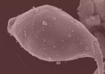 Le parasite Leishmania avec des vésicules (ou exosomes) à sa surface