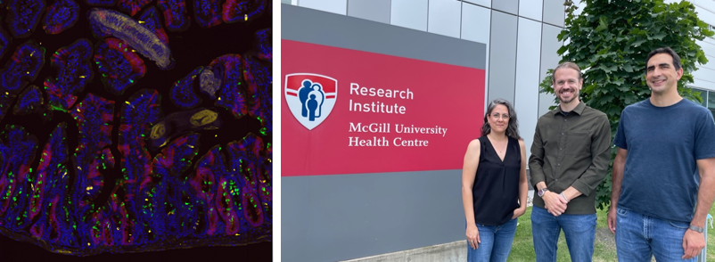 Immunofluorescent staining and confocal imaging of intestinal tissue infected with the worm Heligmosomoides polygyrus bakeri (left); authors Danielle Karo-Atar, Irah King and Alex Gregorieff (right)